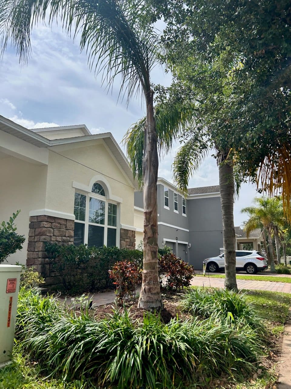 Project Transform Your Yard with a Queen Palm Tree image