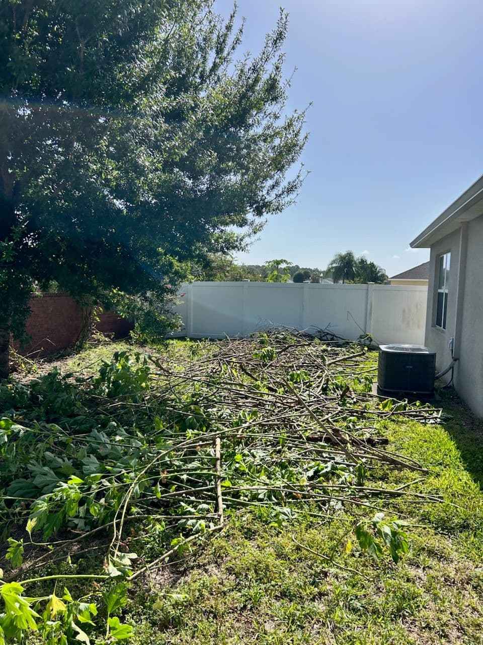 Orlando Yard Revamp with Expert Tree Trimming image
