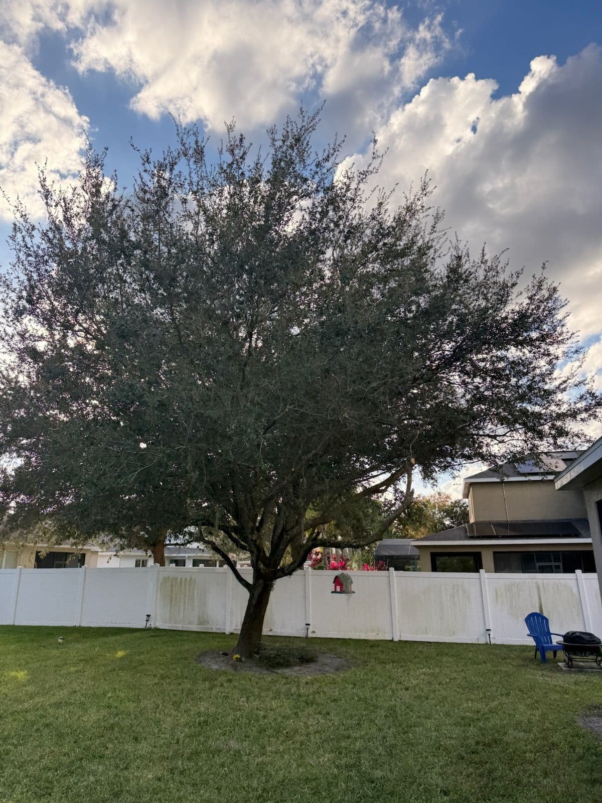 Backyard Makeover with Tree Trimming in Orlando image